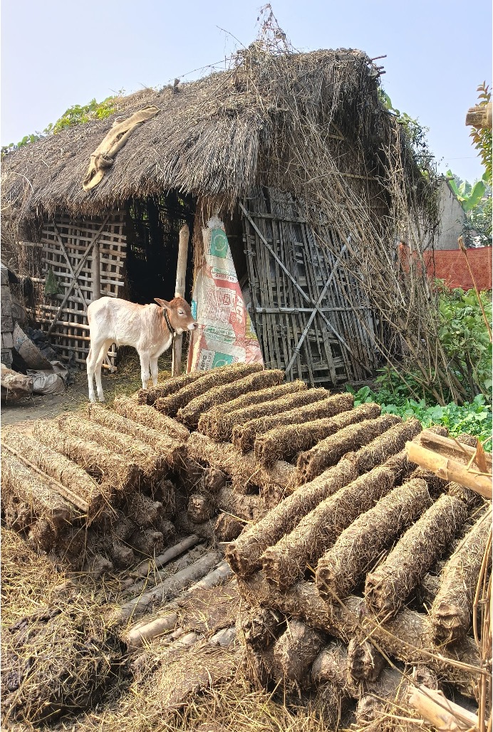 Women in Mehat village demonstrate an indigenous practice of wrapping cow dung around dry wood and bamboo sticks to create slow-burning fuel for cooking — a traditional knowledge system with implications for energy, environment and livelihoods.
